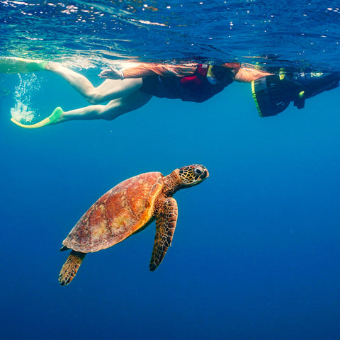 Rarotonga Underwater Painting