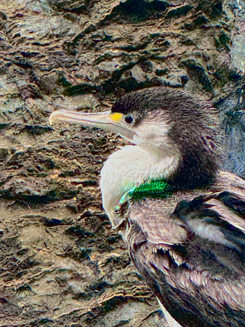 Thanks to all the wee angels who helped Mana get safely to Wellington Bird Rescue Trust